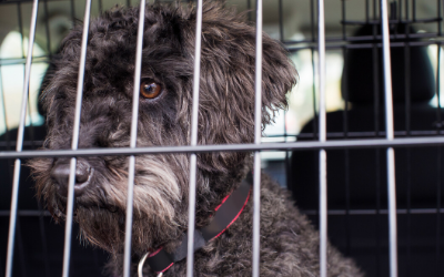 image for It’s National Pet Travel Safety Day!